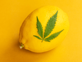 lemon and cannabis leaf
