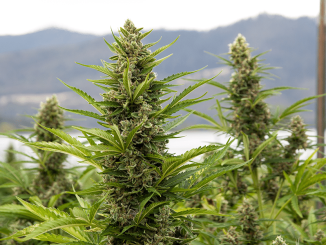 outdoor cannabis