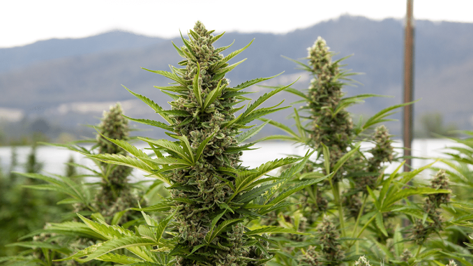 outdoor cannabis