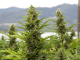 outdoor cannabis