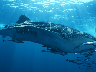 whale
