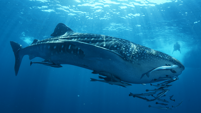 whale