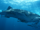 whale